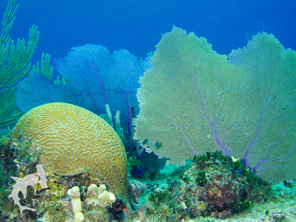LittleCayman_160817_131647
