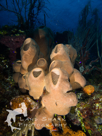 LittleCayman_160818_100706