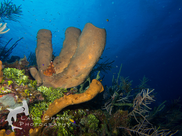 LittleCayman_160818_101935