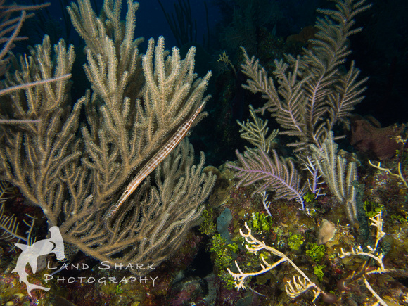 LittleCayman_160818_102421
