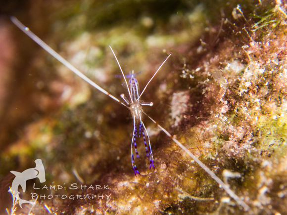 LittleCayman_160818_103053