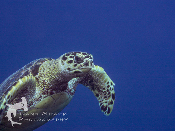 LittleCayman_160818_120011-2