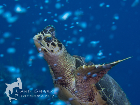 LittleCayman_160818_120011