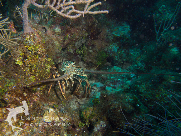 LittleCayman_160818_120731