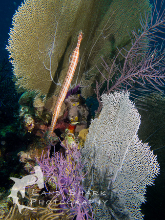 LittleCayman_160818_121259