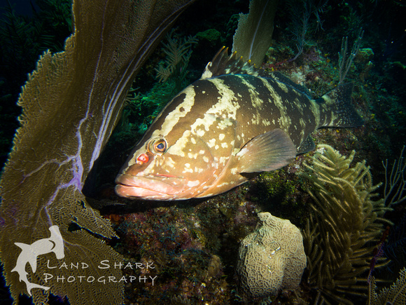 LittleCayman_160818_121851