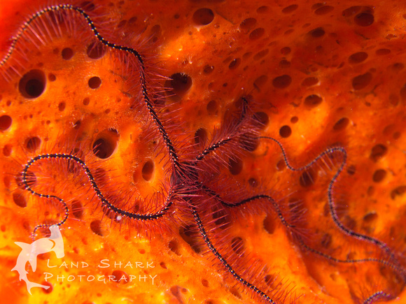 LittleCayman_160819_100641