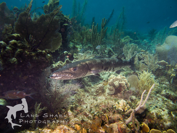 LittleCayman_160819_103319