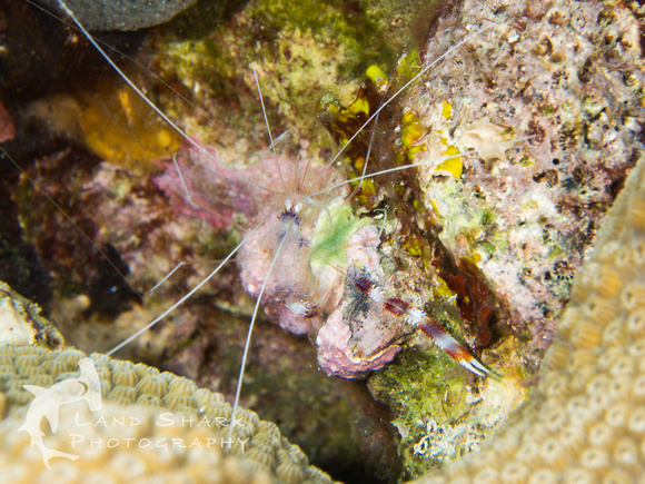 LittleCayman_160819_104703