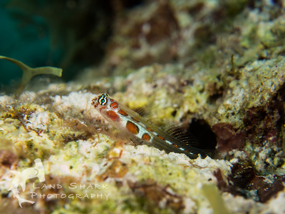 LittleCayman_160819_121850