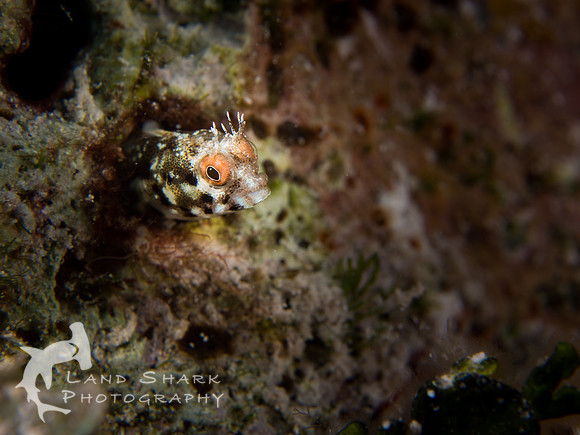 LittleCayman_160819_122508
