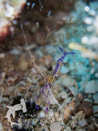LittleCayman_160819_122626