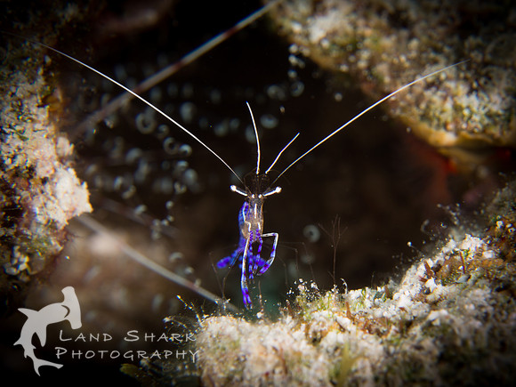 LittleCayman_160819_122844