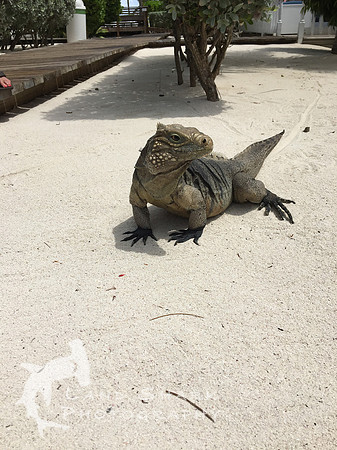 LittleCayman_iPhone_160815_135253