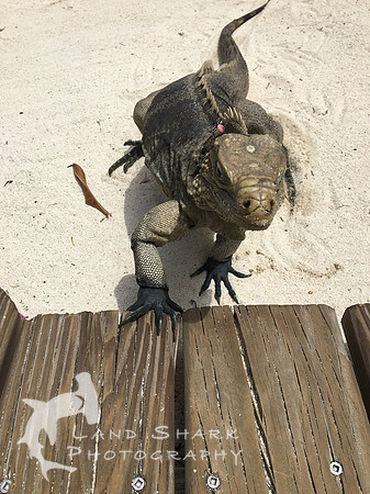 LittleCayman_iPhone_160815_135311