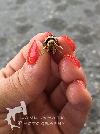 LittleCayman_iPhone_160820_090618